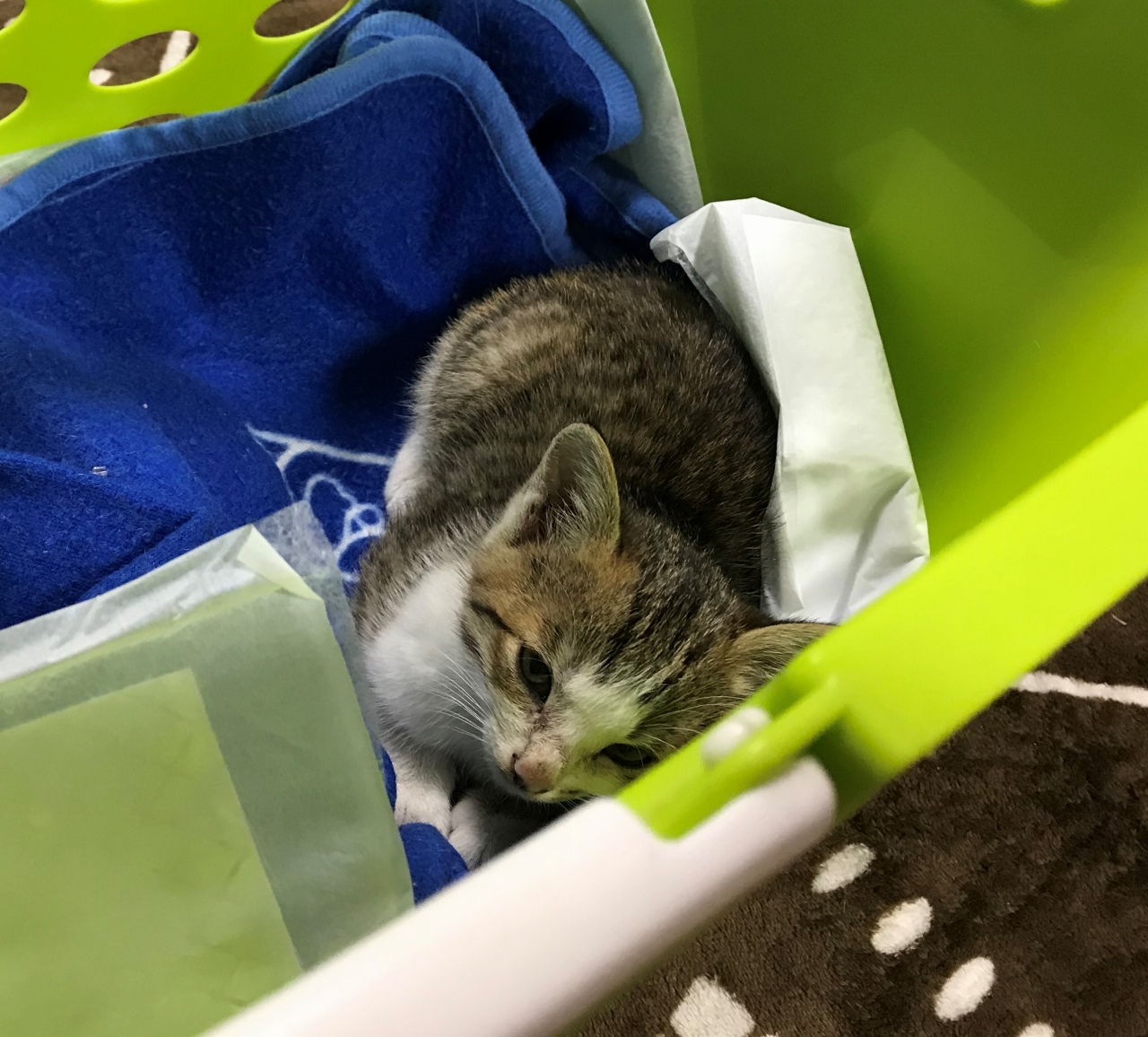 行安家 愛猫たち