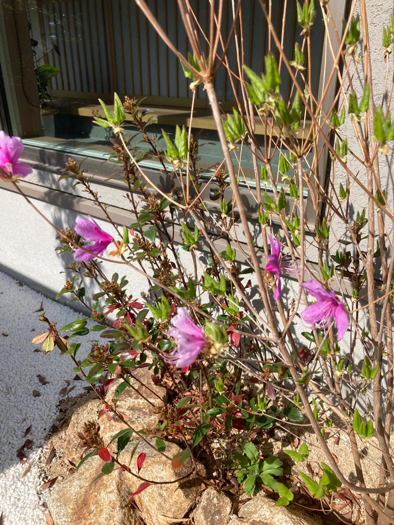 春がやって来ました！