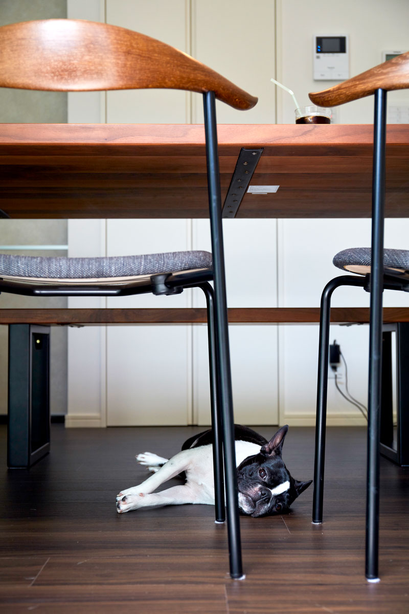 犬ちゃんと暮らすお庭のある家