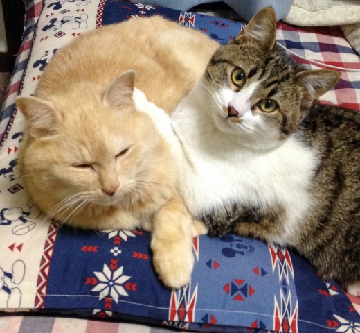 ウチの愛猫たち