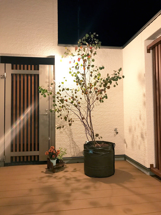 ユーカリ・ポポラス