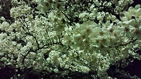 夜桜を見に行ってきました。