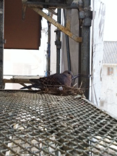 工務の平田です！