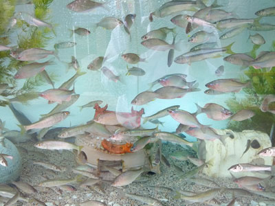 ☆川魚水族館　オープン間近☆