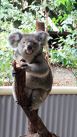 ハネムーンでございます