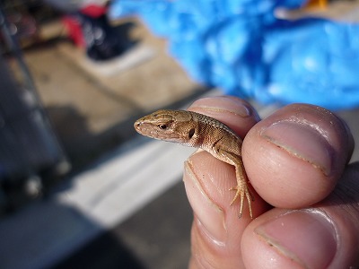 ジュラシックパーク！？