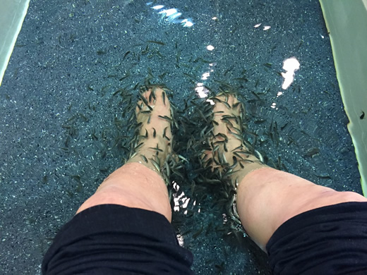 ドクターフィッシュ