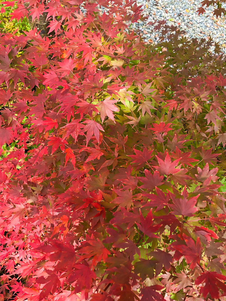 紅葉