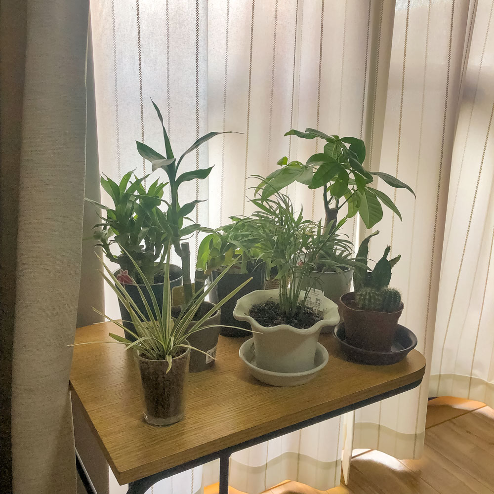 観葉植物