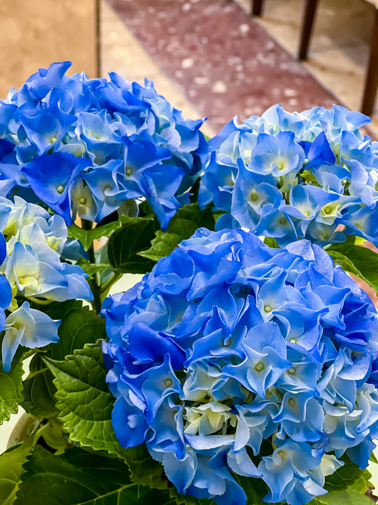 少し早い紫陽花