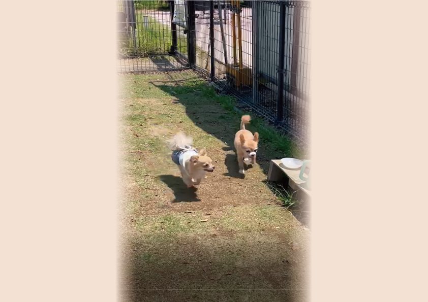 ドックランに行ってきました